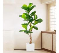 Luxury Simulated Fiddle Leaf Fig Tree with Flower Pot - Realistic Artificial Decorative Bonsai Plant, 170CM Tall Floor Plant for Home Decoration
