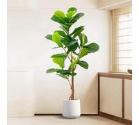 Luxury Simulated Fiddle Leaf Fig Tree with Flower Pot - Realistic Artificial Decorative Bonsai Plant, 170CM Tall Floor Plant for Home Decoration