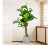 Luxury Simulated Fiddle Leaf Fig Tree with Flower Pot - Realistic Artificial Decorative Bonsai Plant, 170CM Tall Floor Plant for Home Decoration