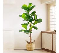 Luxury Simulated Fiddle Leaf Fig Tree with Flower Pot - Realistic Artificial Decorative Bonsai Plant, 170CM Tall Floor Plant for Home Decoration