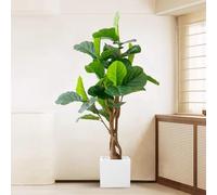 Luxury Simulated Fiddle Leaf Fig Tree with Flower Pot - Realistic Artificial Decorative Bonsai Plant, 170CM Tall Floor Plant for Home Decoration