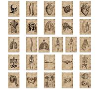 Luxylei 56pcs Anatomy and Physiology the Body Structure Stickers Skeleton Decals Room Medical Decoration Vintage Sticker