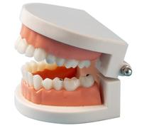 Luxylei Standard Teeth Model Dental Care Model, Child Brushing Teaching Demonstration Study False Anatomical for Teaching, Kids, Patient, Studying, Displaying