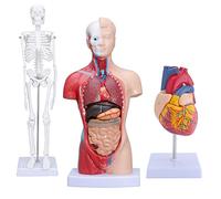 LVCHEN Human Anatomy Models (Body Torso & Skeleton & Heart Model) - Sets of 3 Models | Detachable Body Visceral | Movable Arms and Legs | Anatomical Heart for Medical Physiology Student Education