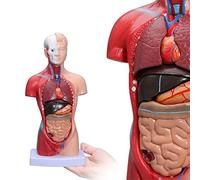 LVCHEN Human Body Model - Human Torso Anatomy Model 15 Pcs Removable Parts with Heart Visceral Brain Skeleto for Preschool & School Science Medical Education Display 28cm/11in