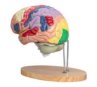 LVCHEN Human Brain Model Anatomy & Display Stand Life Size Color-Coded Human Brain Anatomical Model for Teaching Science Classroom Study