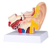 LVCHEN Human Ear Model Anatomy - Anatomical 3D Ear Model 1.5 Times Enlarged Show Outer Middle Inner Ear Model Professional Medical Classroom Demonstration Doctors Office Desktop & Display Base