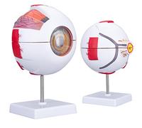 LVCHEN Human Eye Model Anatomy - Anatomical Eyeball Model 6X Enlarged with Removable 7 Parts for Science Medical Classroom Students Study Teaching Education & Display Stand