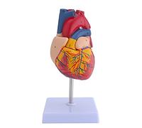 LVCHEN Human Heart Model - 2 Part Life Size Anatomically Accurate Numbered Heart Medical Model Cardiac Anatomical Model for Science Classroom and Cardiology Study