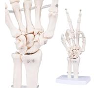 LVCHEN Human Skeleton Hand Model - Life Size Anatomical Finger Bone Model with Articulated Flexible Joints Shows Wrist Ulna Radius for Medical Demonstration Study Education & Display Base