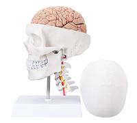 LVCHEN Human Skull Brain Anatomical Model - with Cervical Vertebra Life-Size Anatomy Model for Classroom Medical Study Teaching Education with Base