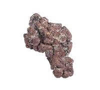 LWQCHW Natural Ancient Marine Life Specimen Geological Educational Display Stone Raw Specimen