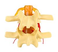 Lxwraptorial 1.5X Anatomical Human Lumbar Spine Model, Medical Lumbar Disc Herniation Demonstration Model with Soft Elastomeric Discs, for Orthopedics Clinical Teaching and Ergonomics