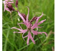 Lychnis Flos Cuculi Ragged Robin 6 Plug Plants Wildflower