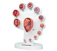 LYDBMYT Human Model Manikin Teaching Tools,Fetus Uterine Embryo Development Model, Fetus Organ Growth Process Model, Fetal Model, Human Anatomy Teaching Aids Medical Teaching Sup