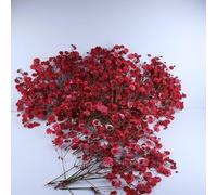 LYFORTZY 100 Pcs Red Baby's Breath Real Dried Pressed Flowers.Vacuum-Packed Mini Dried Baby's Breath Flowe Specimen +1 Tweezers, for Resin Art /DIY Making Wedding Card/ Home Party Decor.