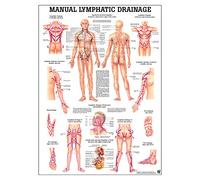 Lymphatic Drainage Laminated Anatomy Chart