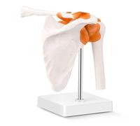 LYOU Human Shoulder Joint Model, Life Size Flexible Anatomically Accurate Shoulder Skeleton Model with Functional Ligaments and Removable Base
