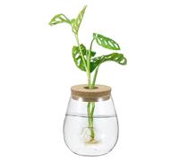 M METERXITY 1 Pack Glass Planter Terrarium with Wooden Cover, Desktop Plant Propagation Station Clear Vase for Hydroponic Plants Propagation/Home Garden Decor/Plant Lover [4.72'' x 5.51'']