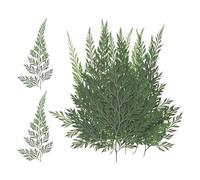 M METERXITY 12-Pack Pressed Dried Flowers Leaves, Real Natural Ferns Dried Leaves, Plant Dried Greenery for Resin Art Arrangements Home Wedding DIY Crafts Decors Card Scrapbooking