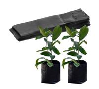 M METERXITY 50-Pack Nursery Growing Bags, 6.7" x 13.8" Thicken Plastic Nursery Bags, Gardening Seed Plant Bags for Potato/Flower/Tomato/Plant Starts/Home Gardening Supplies [Black]