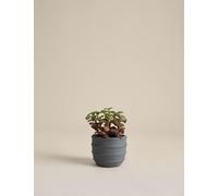M&S Artificial Mini Succulent in Ridged Concrete Pot Green