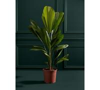 M&S Flower Market Extra Large Ruffled Fan Palm in Grower Pot