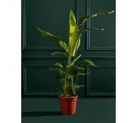 M&S Flower Market Extra Large Strelitzia Plant in Grower Pot