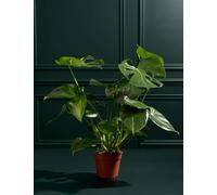 M&S Flower Market Large Monstera (Swiss Cheese Plant)