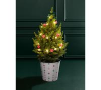 M&S Flower Market Luxury Real Christmas Tree with Festive Star Pot