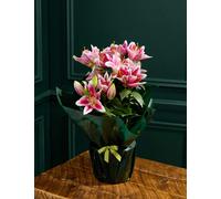 M&S Flower Market Pink Oriental Lily