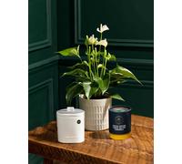 M&S Flower Market Thinking Of You Anthurium with Chocolates & Scented Candle