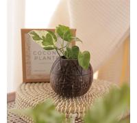 M1SS Coconut Shell Zig Zag Planter Pots for money plants | ECO-FRIENDLY Ideal for Succulents, Small Cacti, Herbs and Small Plants for any gardening enthusiast (Set of 1)