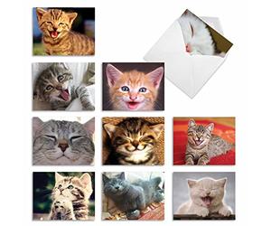 M6485OCB Smitten Kittens: 10 Assorted Blank All-Occasion Note Cards Featuring Adorable Cats and Kittens Putting on Their Biggest Smile, w/White Envelopes.
