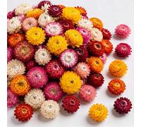Maasechs 110 Dried Edible Flowers for Cocktail Cake Decoration, Colorful | Natural Food Grade Real Strawflower, for Garnishing Baking, Cupcake Toppers Decor, Drink Botanicals, Tea Infusions, DIY Craft