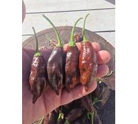 Machu Pichu Chilli Seeds - 10 Fresh Seeds