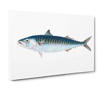 Mackerel Fish by Edward Donovan Canvas Print | Gallery Wrapped 30mm Frame Wall Art | 30x20 inches | Ready to Hang | Modern Animals Picture | Living Room Bedroom Lounge Office