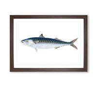 Mackerel Fish by Edward Donovan Framed Print | A2 Walnut Framed Wall Art | Ready to Hang | Modern Animal Picture | Living Room Bedroom Lounge Office