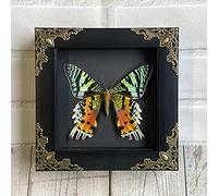 Madagascan Sunset Moth (Urania rhipheus) Ventral | Baroque Style Deep Shadow Box Display | Spread Specimen | Frame Size 12.5 x 12.5cm