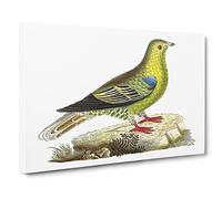 Madagascar Pigeon Bird By George Shaw Vintage Canvas Wall Art Print Ready to Hang, Framed Picture for Living Room Bedroom Home Office Décor, 24x16 Inch (60x40 cm)