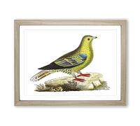 Madagascar Pigeon Bird By George Shaw Vintage Framed Print | A2 Oak Framed Wall Art | Ready to Hang | Classic Animal Picture | Living Room Bedroom Lounge Office