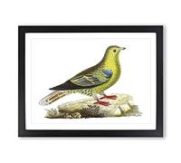 Madagascar Pigeon Bird By George Shaw Vintage Framed Print | A4 Black Framed Wall Art | Ready to Hang | Classic Animal Picture | Living Room Bedroom Lounge Office