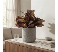 Madison & Mayfair 30cm Eucalyptus Plant in Grey Pot - Artificial Eucalyptus Tree in Brown Madison & Mayfair Brown