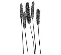 Magenta Cling Stamps 4.5 x 2-inch, Setaria