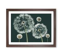 Magical Dandelion Flowers BLK Framed Print | A2 Walnut Framed Wall Art | Ready to Hang | Modern Floral Picture | Living Room Bedroom Lounge Office