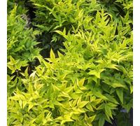 Magical Lemon And Lime Heavenly Bamboo Shrub Plant Nandina Domestica 2L Pot Plant Theory Green One Size