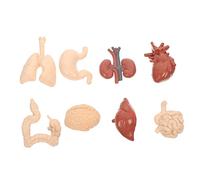 MAGICLULU 1 Set Cognitive Human Body Model Realistic Organs Teaching Props for Education Material Learning Tool for Students and Teachers