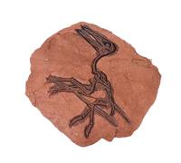 MAGICLULU 1pc Realistic Resin Model Wall Ornament Unique Dinosaur Decor for Home Easy to Hang Cognitive Reference Specimen for Families