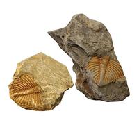 MAGICLULU 2pcs Trilobite Ancient Remains Specimens Table Adornment and Simulation Models Smooth Surface for Children’s Day Party and Educational Science Teaching