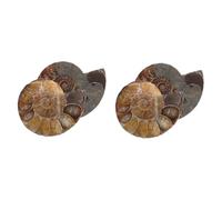 MAGICLULU 2sets Educational Ammonite Specimen Natural Gemstone Pendant Decorative Slice for Meticulously Cut and Polished for Stunning Display Unique and Tranquil Atmosphere 2pcs*2